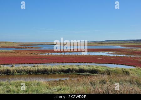 Il colore rosso del seme autunnale di Glasswort comune (Salicornia europaea) nelle paludi saline di Cley accanto al mare, Norfolk, Inghilterra, Regno Unito Foto Stock