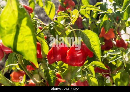 Cappello dei Frati Chilli in vaso all'esterno di una tradizionale serra di legno, sotto il sole autunnale Surrey UK Chillies Bishops Crown (cappello di Frati) Foto Stock