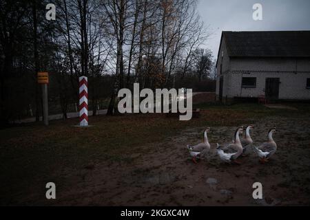 Zerdziny, Polonia. 10th Nov 2022. Le oche sono viste vicino ad una fattoria vicino al punto di confine di tre paesi, dove i confini di Lituania, Polonia e l'exclave russa di Kaliningrad si intersecano vicino a Zerdziny, Polonia il 10 novembre 2022. (Foto di Jaap Arriens/Sipa USA) Credit: Sipa USA/Alamy Live News Foto Stock