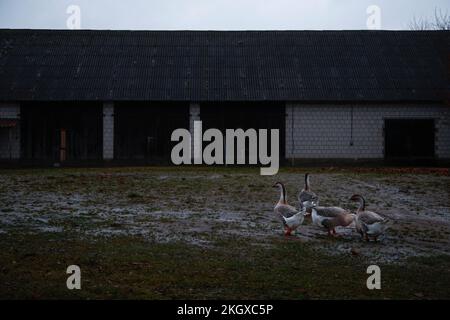 Zerdziny, Polonia. 10th Nov 2022. Le oche sono viste vicino ad una fattoria vicino al punto di confine di tre paesi, dove i confini di Lituania, Polonia e l'exclave russa di Kaliningrad si intersecano vicino a Zerdziny, Polonia il 10 novembre 2022. (Foto di Jaap Arriens/Sipa USA) Credit: Sipa USA/Alamy Live News Foto Stock