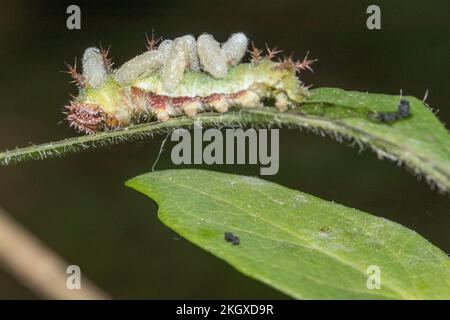 Ammiraglio bianco parasitizzato (Limenitis camilla) bruco con bozzoli di larve vespa recentemente emerso dal suo corpo. Sussex, Regno Unito. Foto Stock