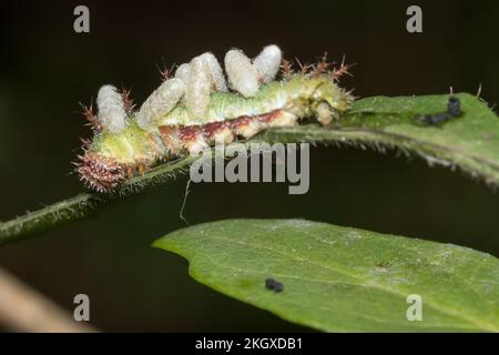 Ammiraglio bianco parasitizzato (Limenitis camilla) bruco con bozzoli di larve vespa recentemente emerso dal suo corpo. Sussex, Regno Unito. Foto Stock