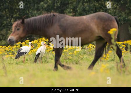 Cicogne bianche (Ciconia ciconia) con pony Exmoor presso la tenuta Knepp. West Sussex, Regno Unito. Foto Stock