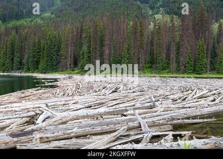 Vista di molti alberi o driftwood galleggianti nelle acque del lago Duffey nel Parco Provinciale con pineta sulle montagne contro cielo nuvoloso blu, Canada, BC Foto Stock