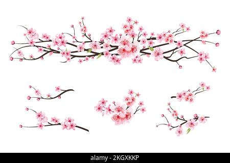 Ramo di ciliegio con fiore sakura. Vettore di fiori di ciliegio acquerello. Germoglio di ciliegia acquerello. Sfondo rosa sakura fiore. Sakura sul dorso bianco Illustrazione Vettoriale