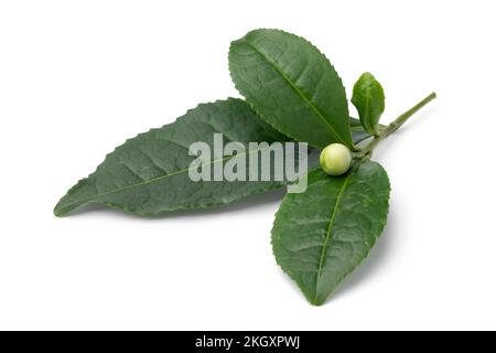 Singolo bocciolo di fiori di tè fresco, Camellia sinensis, e foglie isolate su sfondo bianco Foto Stock