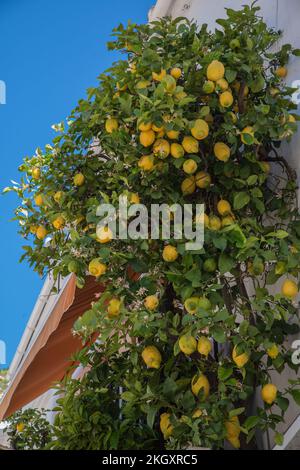 Un limone carico di frutta nel villaggio di montagna di Ojén, Andalusia, Spagna Foto Stock