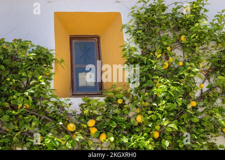 Un albero di limone che cresce intorno ad una finestra su un edificio bianco nel villaggio di montagna di Ojén, Andalusia, Spagna Foto Stock