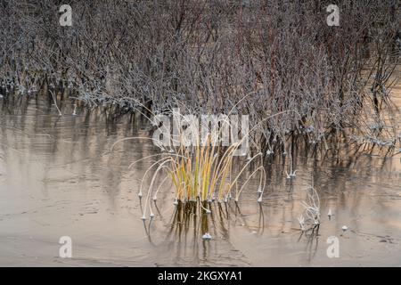 Laghetto di castoro congelato con vegetazione acquatica ghiacciata all'alba, Greater Sudbury, Ontario, Canada Foto Stock