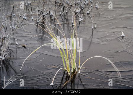 Laghetto di castoro congelato con vegetazione acquatica ghiacciata all'alba, Greater Sudbury, Ontario, Canada Foto Stock