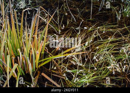 Laghetto di castoro congelato con vegetazione acquatica ghiacciata all'alba, Greater Sudbury, Ontario, Canada Foto Stock