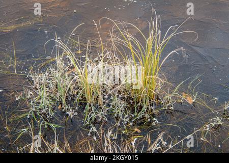 Laghetto di castoro congelato con vegetazione acquatica ghiacciata all'alba, Greater Sudbury, Ontario, Canada Foto Stock