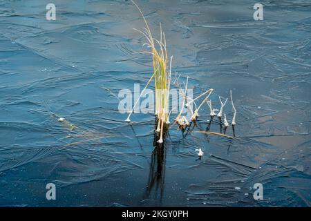 Laghetto di castoro congelato con vegetazione acquatica ghiacciata all'alba, Greater Sudbury, Ontario, Canada Foto Stock