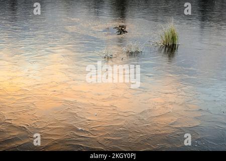 Laghetto di castoro congelato con vegetazione acquatica ghiacciata all'alba, Greater Sudbury, Ontario, Canada Foto Stock