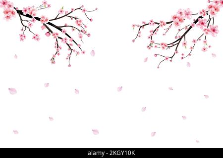 Vettore realistico di fiori di ciliegio acquerello. Rametto di ciliegio con fiore Sakura in fiore. Ramo di ciliegio con Sakura. Fiore acquerello. SA Illustrazione Vettoriale