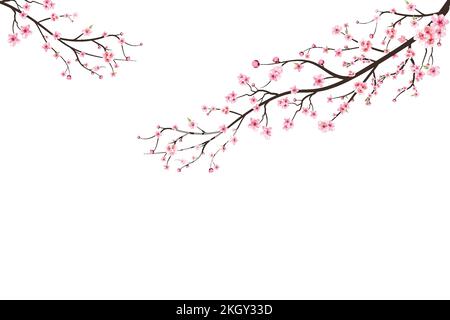 Ramo di ciliegio con fiori rosa. Sfondo rosa sakura fiore. Fiore di ciliegio acquerello. Ramo di ciliegio con sakura. Sakura su bianco Illustrazione Vettoriale
