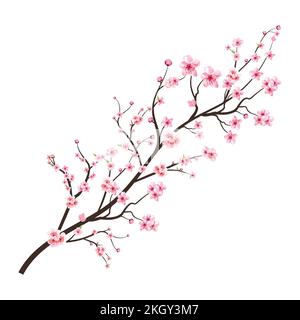 Fiore di ciliegio con acquerello di Sakura. Rametto in fiore di ciliegio con fiore rosa Sakura. Acquerello realistico fiore di ciliegio. Sakura branc Illustrazione Vettoriale