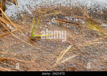 Vegetazione acquatica incorporata in un laghetto di castoro congelato, Greater Sudbury, Ontario, Canada Foto Stock