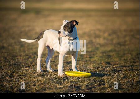 Un cucciolo di pit toro che gioca con un frisbee. Foto Stock