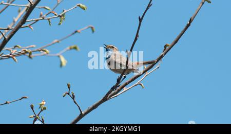 Maschio Varakushi songbird (Luscinia svecica) su un ramo in Spring.Europe.Ukraine.Poltava regione. Foto Stock