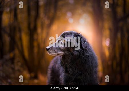Close colpo di testa di un cane nero collie cross border isolato all'aperto in un bosco/foresta del Regno Unito retroilluminata dal sole di impostazione atmosferica. Foto Stock