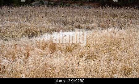 Lago di castoro congelato a fine autunno, Greater Sudbury, Ontario, Canada Foto Stock