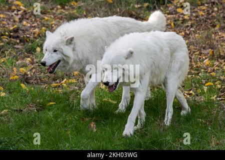 Due lupi artici prigionieri / lupi bianchi / lupi polari (Canis lupus arctos) camminando fianco a fianco, nativi della tundra dell'Alto Artico del Canada Foto Stock