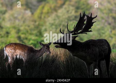 Silhouette di capriolo territoriale europeo (Dama dama) buck / maschio con grandi corna che si aggirano al bordo della foresta durante la solca autunnale nel mese di ottobre Foto Stock