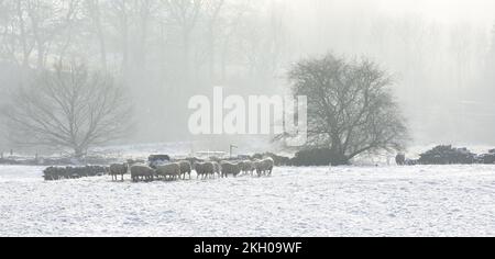 Le pecore invernali si trovavano nella neve intorno a un alimentatore di fieno su una mattina di metà inverno molto fredda e viscosa con alberi nella nebbia sullo sfondo. Foto Stock