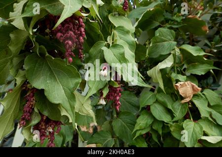 Leycesteria formosa in fiore Foto Stock