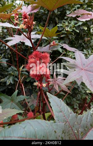 Ricinus communis frutta rossa primo piano Foto Stock