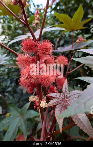 Ricinus communis frutta rossa primo piano Foto Stock