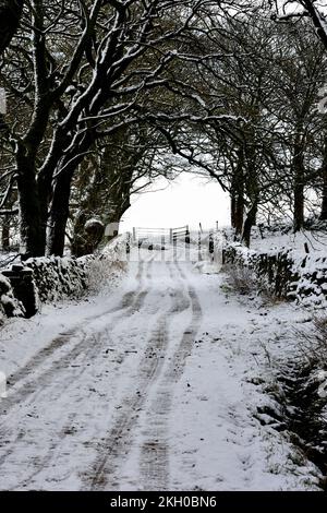 Pista coperta di neve con arco di alberi coperti di neve che si affaccia in lontananza a un cancello e campi oltre. incoraggiandovi a camminare. Foto Stock