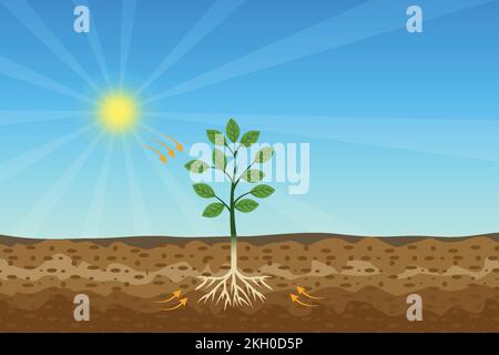 Processo di fotosintesi con albero verde e sole lucido e vettore di terreno duro. Un albero ottiene l'alimentazione dal sole e dal suolo. Una pianta verde sta producendo ossi Illustrazione Vettoriale