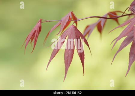 Nuova crescita su Acer palmatum 'Bloodgood' Foto Stock