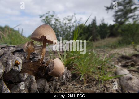 ananas con funghi e coccinella sul pavimento della foresta Foto Stock