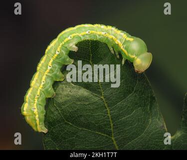 Lunare marmorizzato bruco di Moth marrone (Drymonia ruficornis) che striscia su foglia di rovere. Tipperary, Irlanda Foto Stock