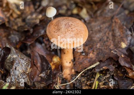 Cappellino di quercia e funghi comuni del cofano, New Forest, Hampshire Foto Stock