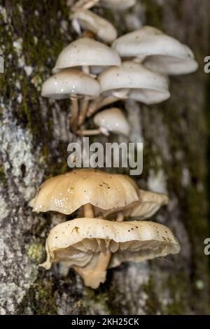 Fungo di porcellana, New Forest, Hampshire, Regno Unito. Commestibile. Foto Stock