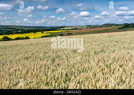 Campo di grano, sotto seminato con Clover Foto Stock