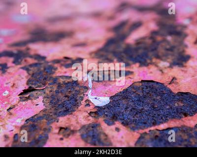 Macro fotografia di un petalo di fiori su un piatto di metallo arrugginito, catturato in una fattoria vicino alla città coloniale di Villa de Leyva nella Colombia centrale. Foto Stock