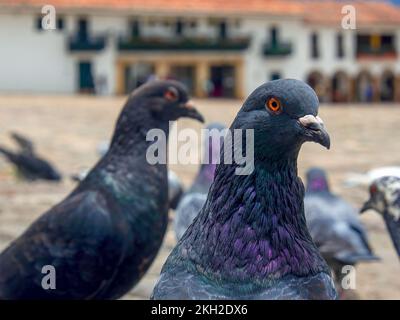 Diverse attitudini di un gregge di piccioni nella piazza principale non così pulita della città coloniale di Villa de Leyva nella Colombia centrale. Foto Stock