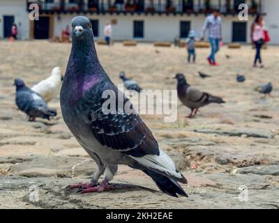 Diverse attitudini di un gregge di piccioni nella piazza principale non così pulita della città coloniale di Villa de Leyva nella Colombia centrale. Foto Stock