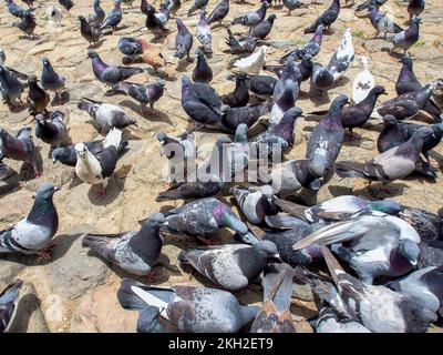 Diverse attitudini di un gregge di piccioni nella piazza principale non così pulita della città coloniale di Villa de Leyva nella Colombia centrale. Foto Stock