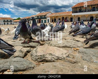 Diverse attitudini di un gregge di piccioni nella piazza principale non così pulita della città coloniale di Villa de Leyva nella Colombia centrale. Foto Stock