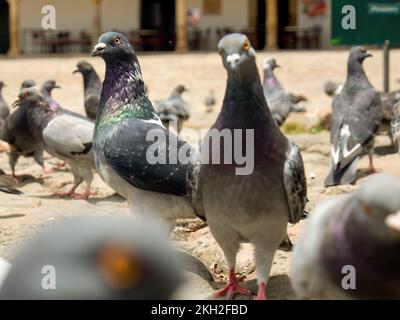 Diverse attitudini di un gregge di piccioni nella piazza principale non così pulita della città coloniale di Villa de Leyva nella Colombia centrale. Foto Stock