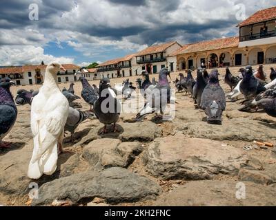 Diverse attitudini di un gregge di piccioni nella piazza principale non così pulita della città coloniale di Villa de Leyva nella Colombia centrale. Foto Stock