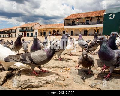 Diverse attitudini di un gregge di piccioni nella piazza principale non così pulita della città coloniale di Villa de Leyva nella Colombia centrale. Foto Stock