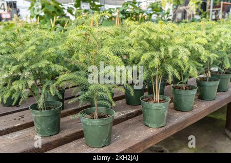 Natale Norfolk Pine alberi in mostra a serra perfetto per le decorazioni di festa. Foto Stock