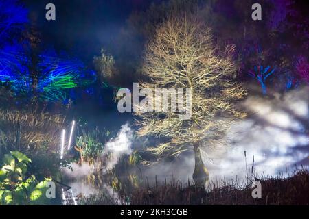 Romsey, Hampshire, Regno Unito. 23rd novembre 2022. Anteprima serata di Light Up Trails presso Sir Harold Hillier Gardens a Romsey, che si apre domani con un'esperienza coinvolgente di un chilometro e mezzo creata da Light Up Trails. Rinomati in tutto il mondo per le sue collezioni di alberi e piante rare, i magnifici giardini sono visti in una nuova luce eccitante questo Natale mentre la premiata attrazione per i visitatori apre le sue porte dopo il tramonto per una speciale nuova esperienza assolutamente bella con le luci che accentuano il paesaggio, come non sono mai stati visti prima. Credit: Carolyn Jenkins/Alamy Live News Foto Stock